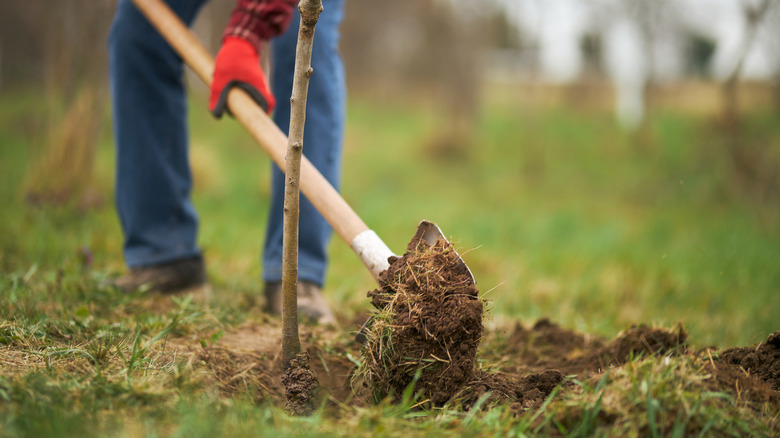 How to add native trees to your yard (for free)