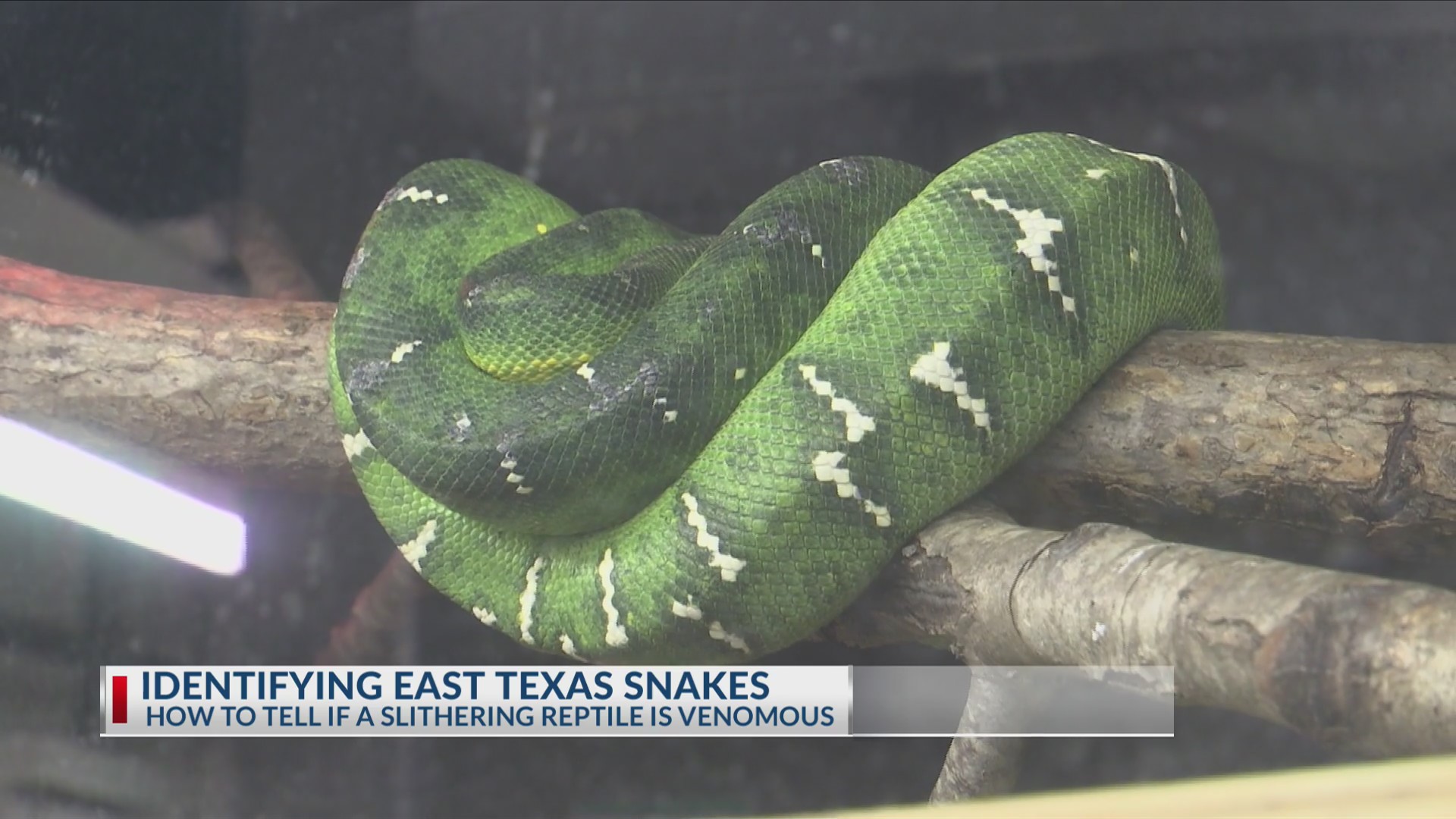 Snake season arrives in East Texas with warmer weather