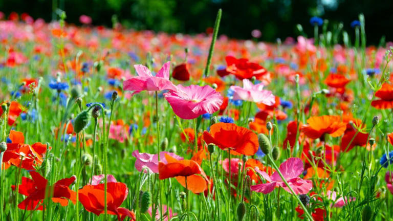 Washington’s spring festivals go way beyond tulips