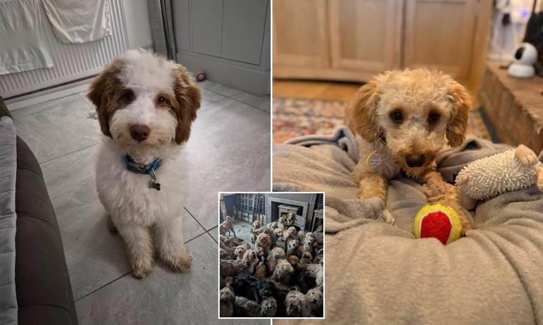 A furry-tail ending: The incredible recovery of 250 poodles left to die ...