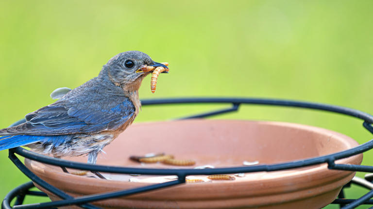 The best way to attract bluebirds to bird feeders