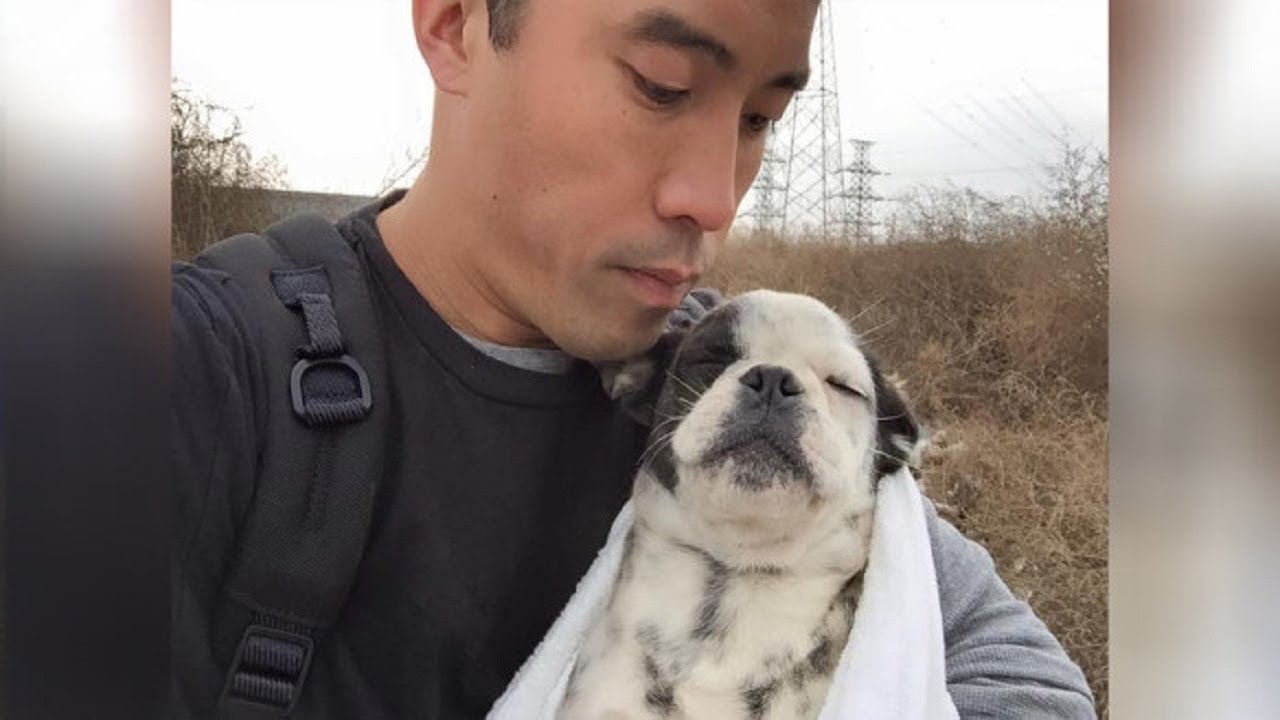 He literally risks his life over and over to save dogs