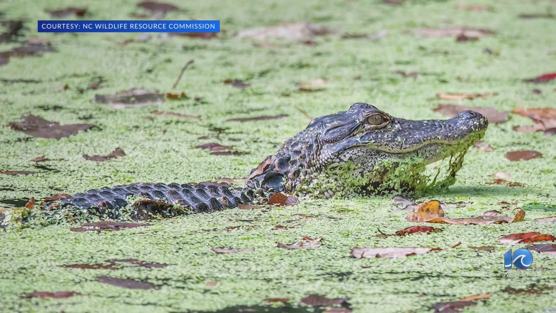 'Cool, but scary' sighting of gator in Dismal Swamp