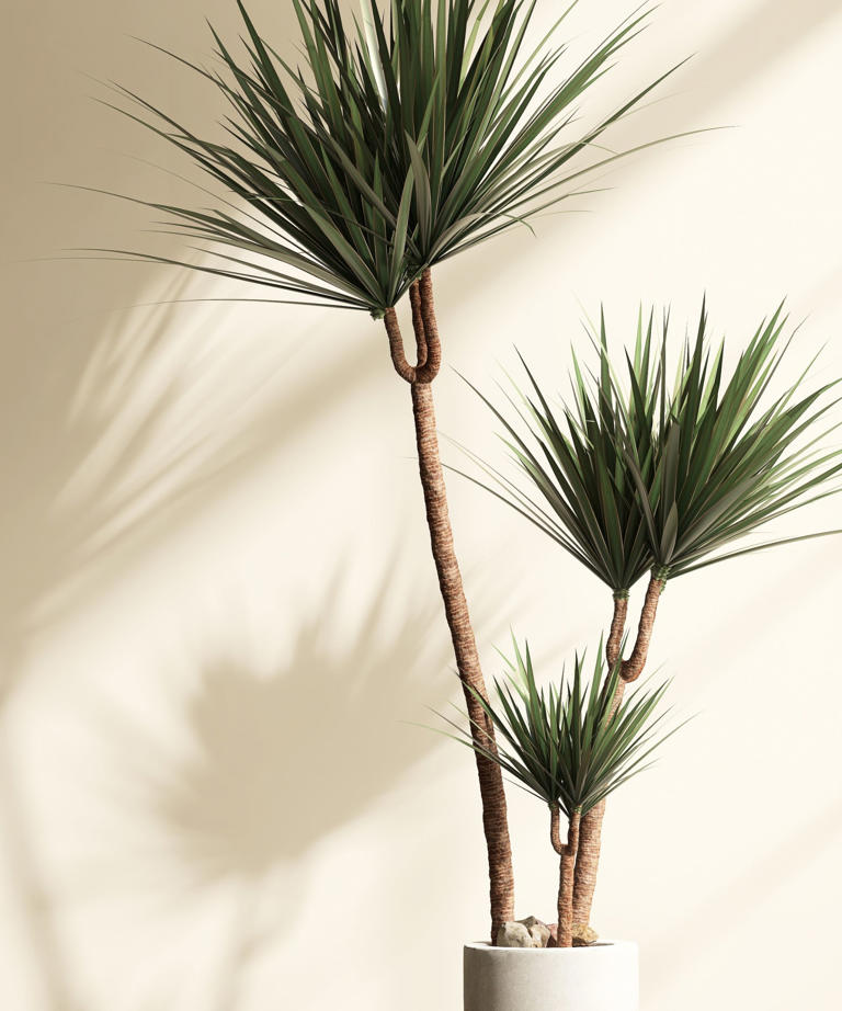 What to do with a dragon tree in April – 5 tasks to guarantee vibrant ...