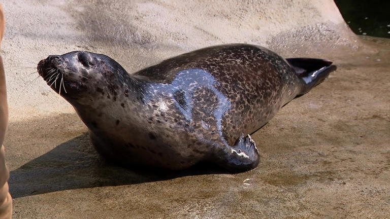 'Onion' the blind seal gets second chance at WA's Point Defiance Zoo