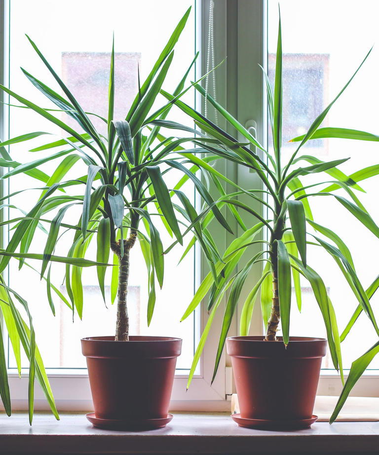 What to do with a dragon tree in April – 5 tasks to guarantee vibrant ...