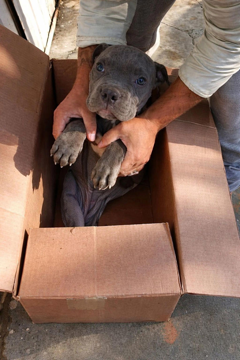 Lascia il cane davanti al rifugio con un biglietto straziante scritto ...