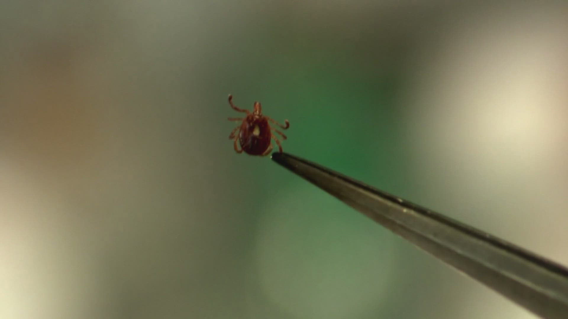 There are other tick-borne illnesses of concern this year, including ...