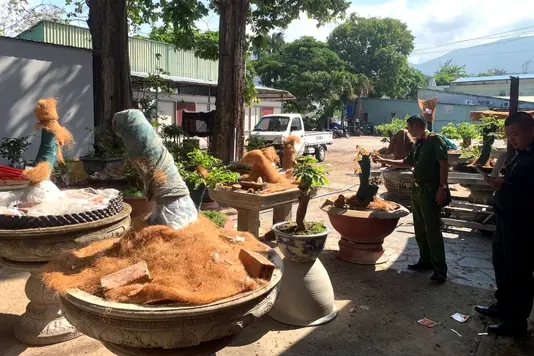 Thời điểm kiểm tra, ông Đ.V.T. không cung cấp được hồ sơ lâm sản theo quy định - Ảnh: M.C.