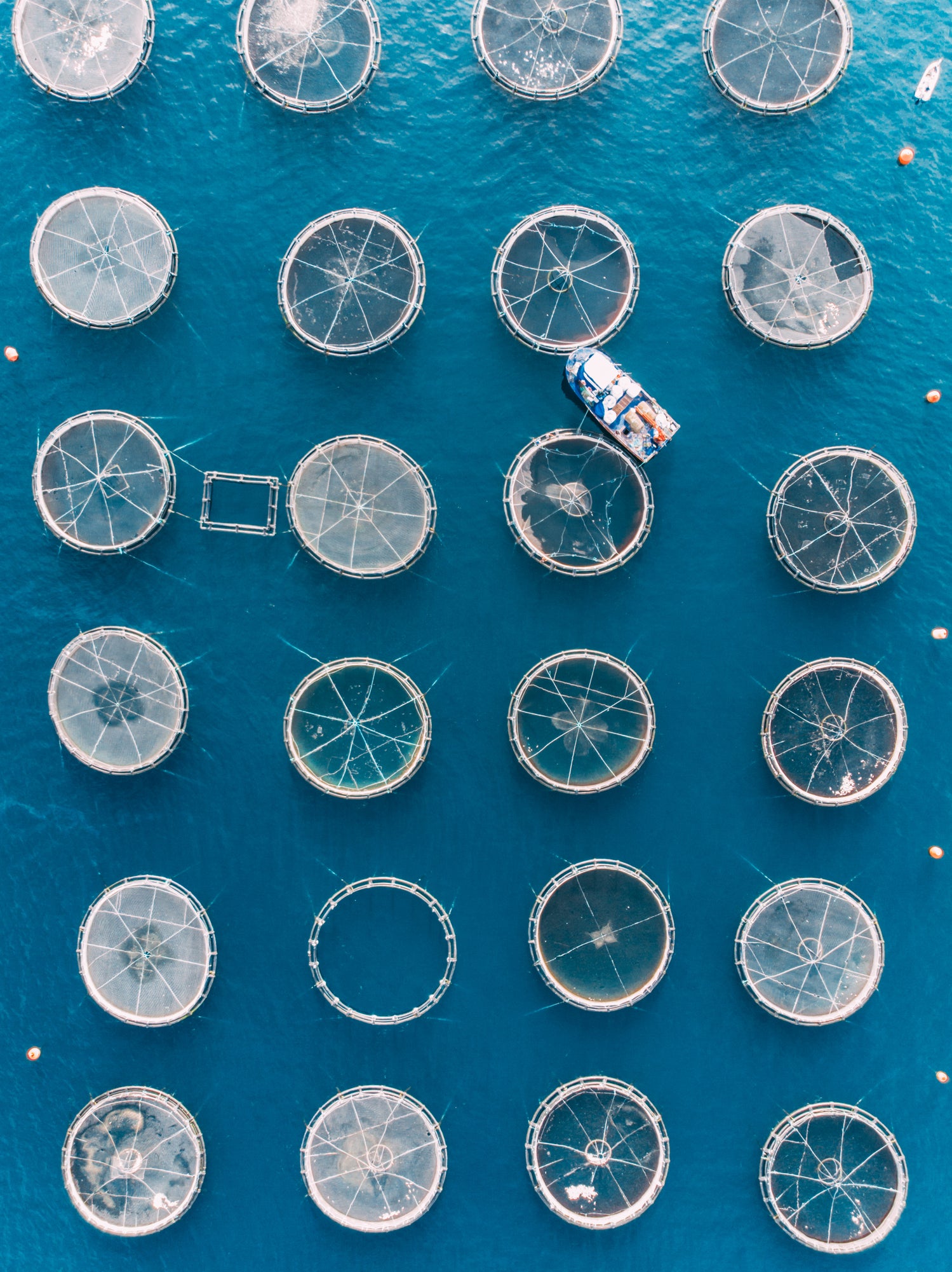 Out of sight: Industrial aquaculture at scale, largely hidden from view and scrutiny (Getty/iStock)