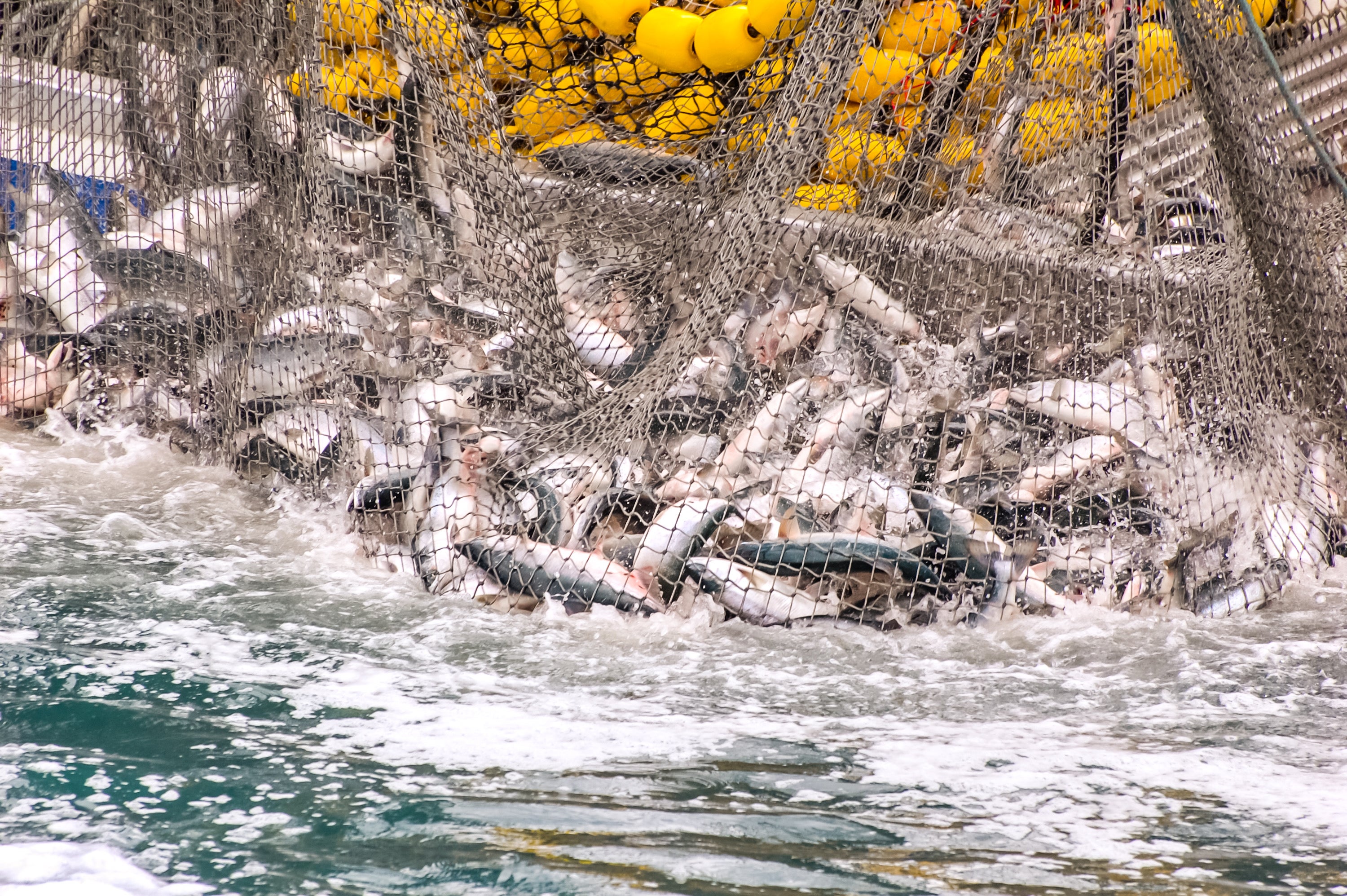 Several fish may have died for you to enjoy just one fillet (Getty/iStock)