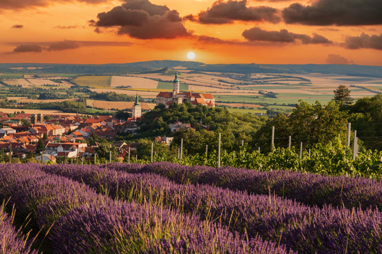 Bespaar honderden euro's: deze wijnstreek in Tsjechië is het nieuwe Toscane