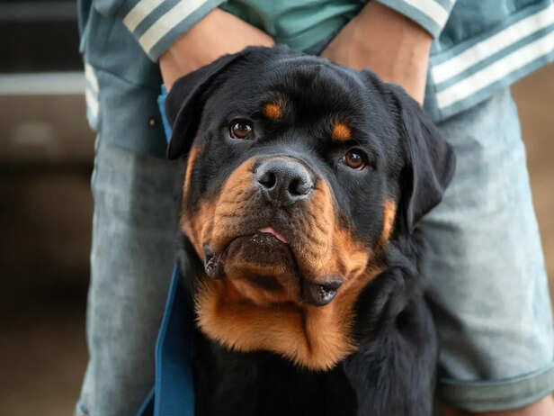 5 reasons Rottweilers are so intensely protective