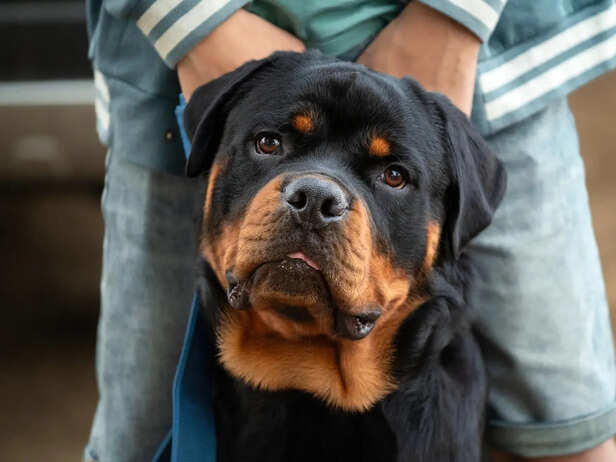 5 reasons Rottweilers are so intensely protective