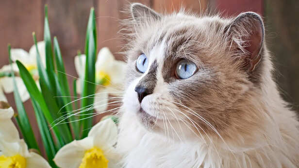 5 weird cat habits that actually have deep meaning