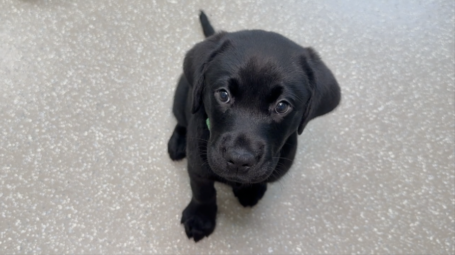 'Puppy hugging experience' helps dogs become heroes at Palmetto nonprofit