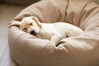 犬が快適だと感じるベッドの特徴5つ 愛犬がリラックスできる寝床の共通点とは？