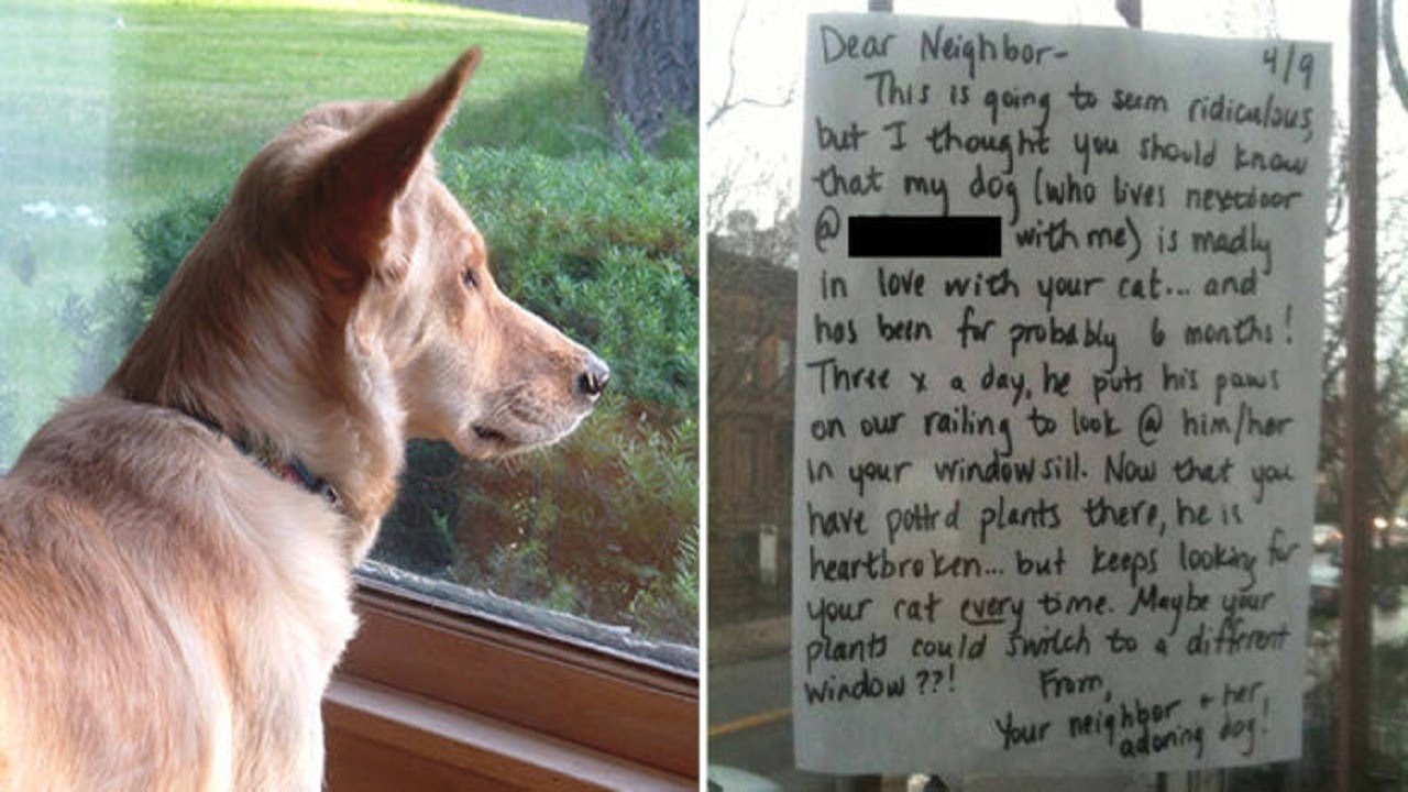 Heartbroken dog would stare out the window each day, then a note appeared with the perfect message<br><br>