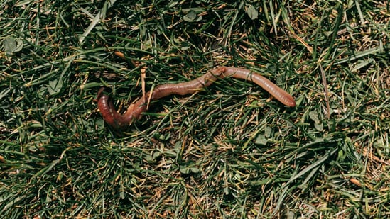 Woman sneezes 1-inch worms after rare 'biologically implausible' nasal ...