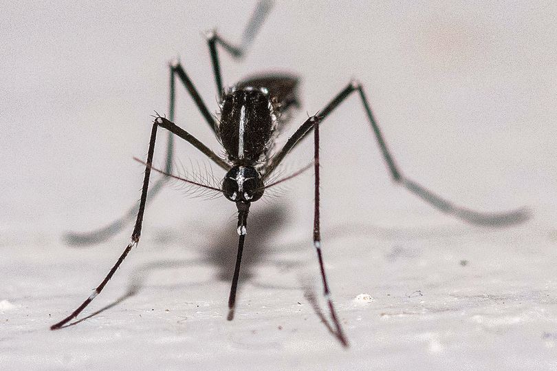 First human death from deadly virus spread by insect bites
