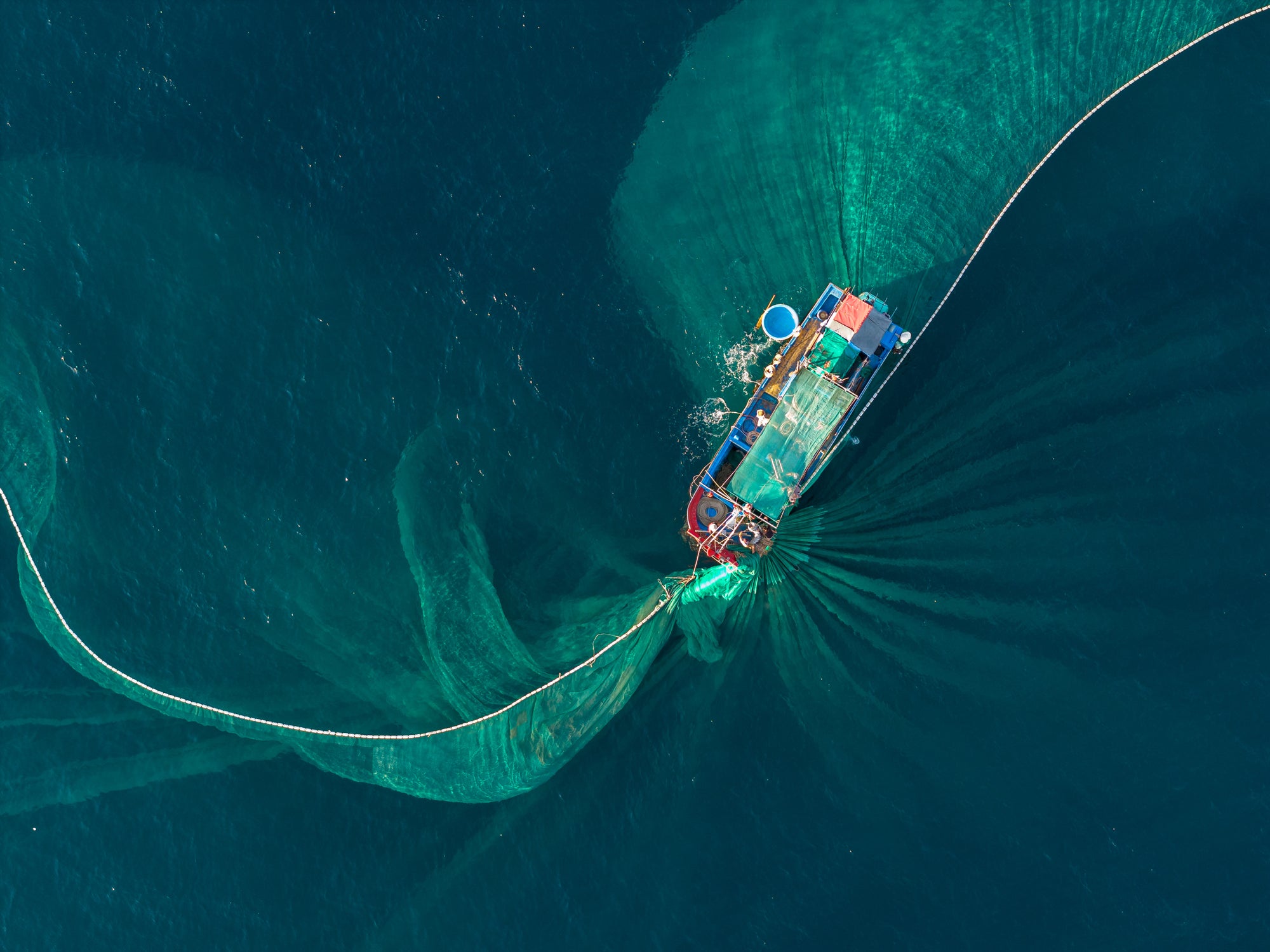 Ripple effect: Species long considered sustainable are now disappearing as scientists warn that only catch reductions can protect them (Getty/iStock)