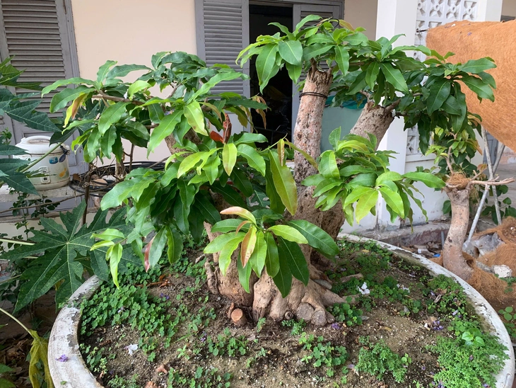 Hạt Kiểm lâm Côn Đảo lý giải việc xử phạt hành chính, tịch thu 42 gốc mai vàng
