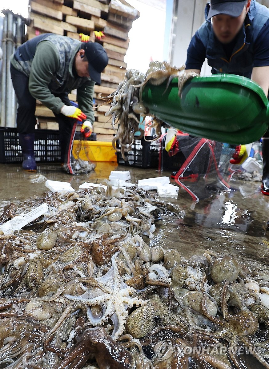 Auction of webfoot octopus