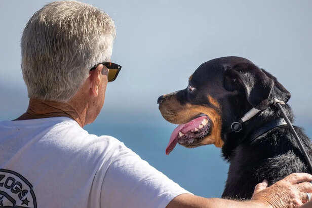 5 reasons Rottweilers are so intensely protective