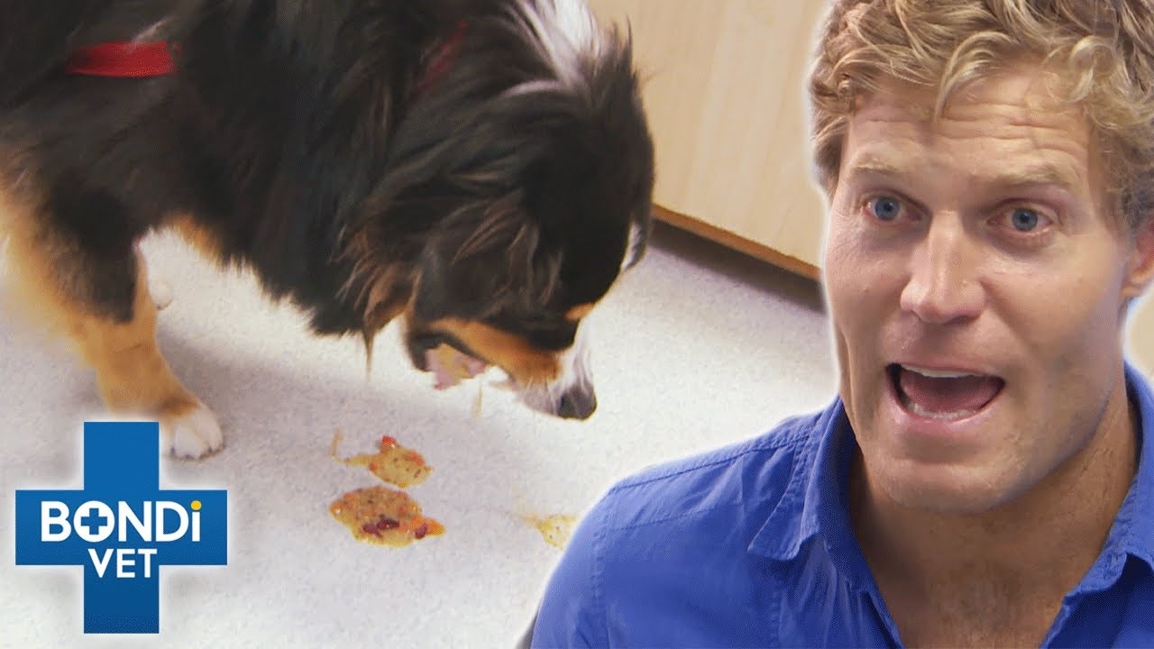 Image showcasing This dog ate deadly poison - they had minutes to save him