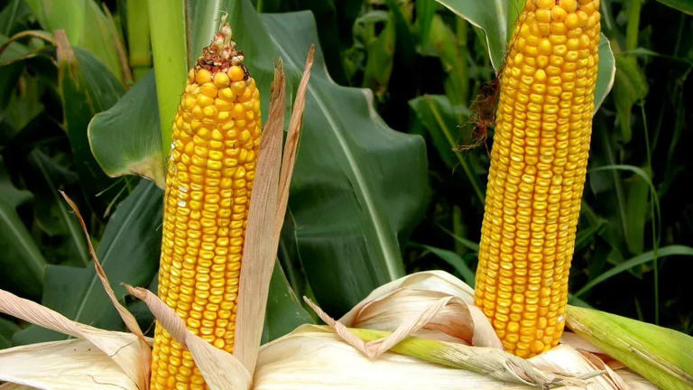 America's Corn Belt is shrinking - and our food supply could feel it
