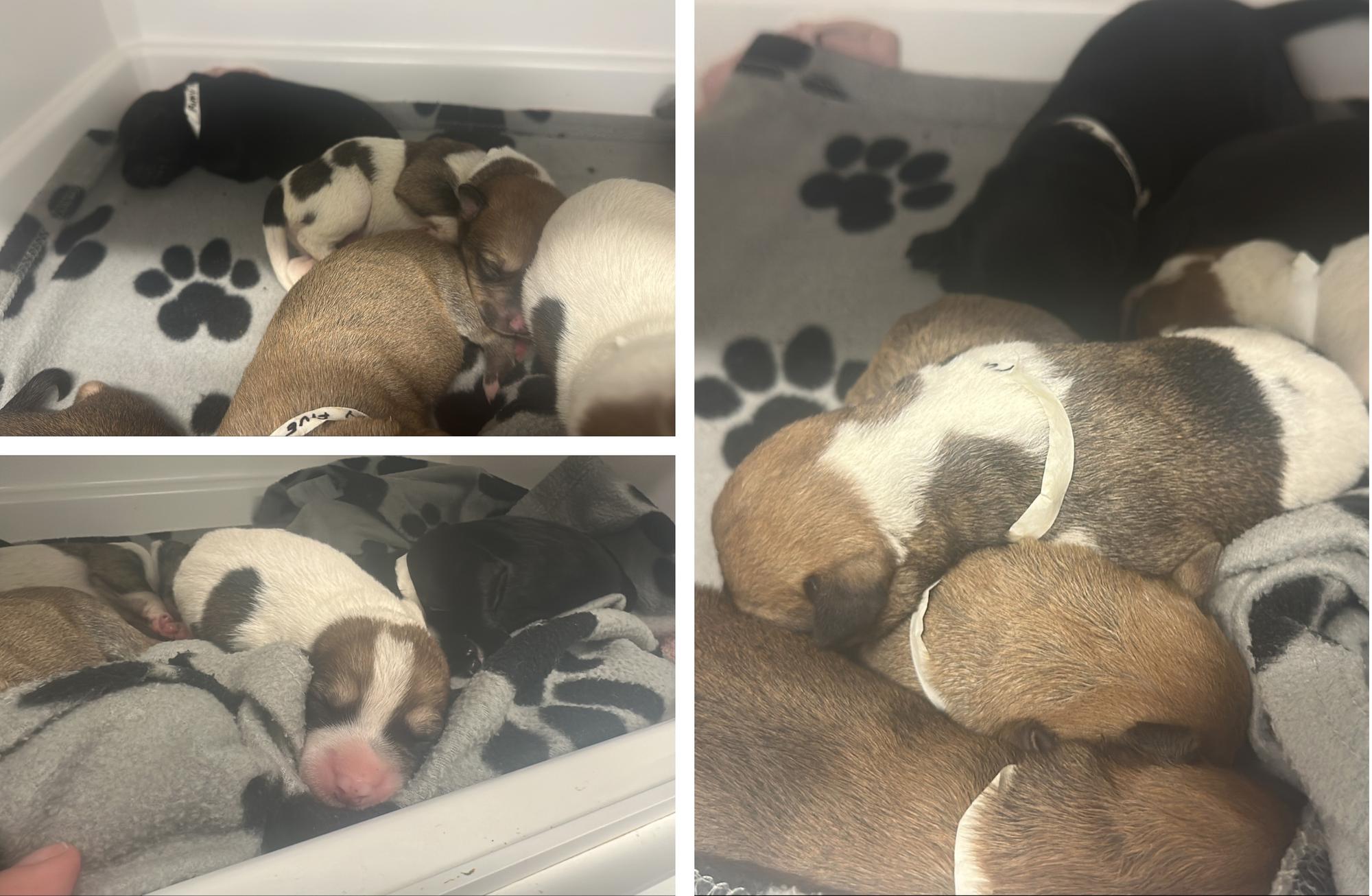 Nine newborn puppies found abandoned in remote setting near Boston ...