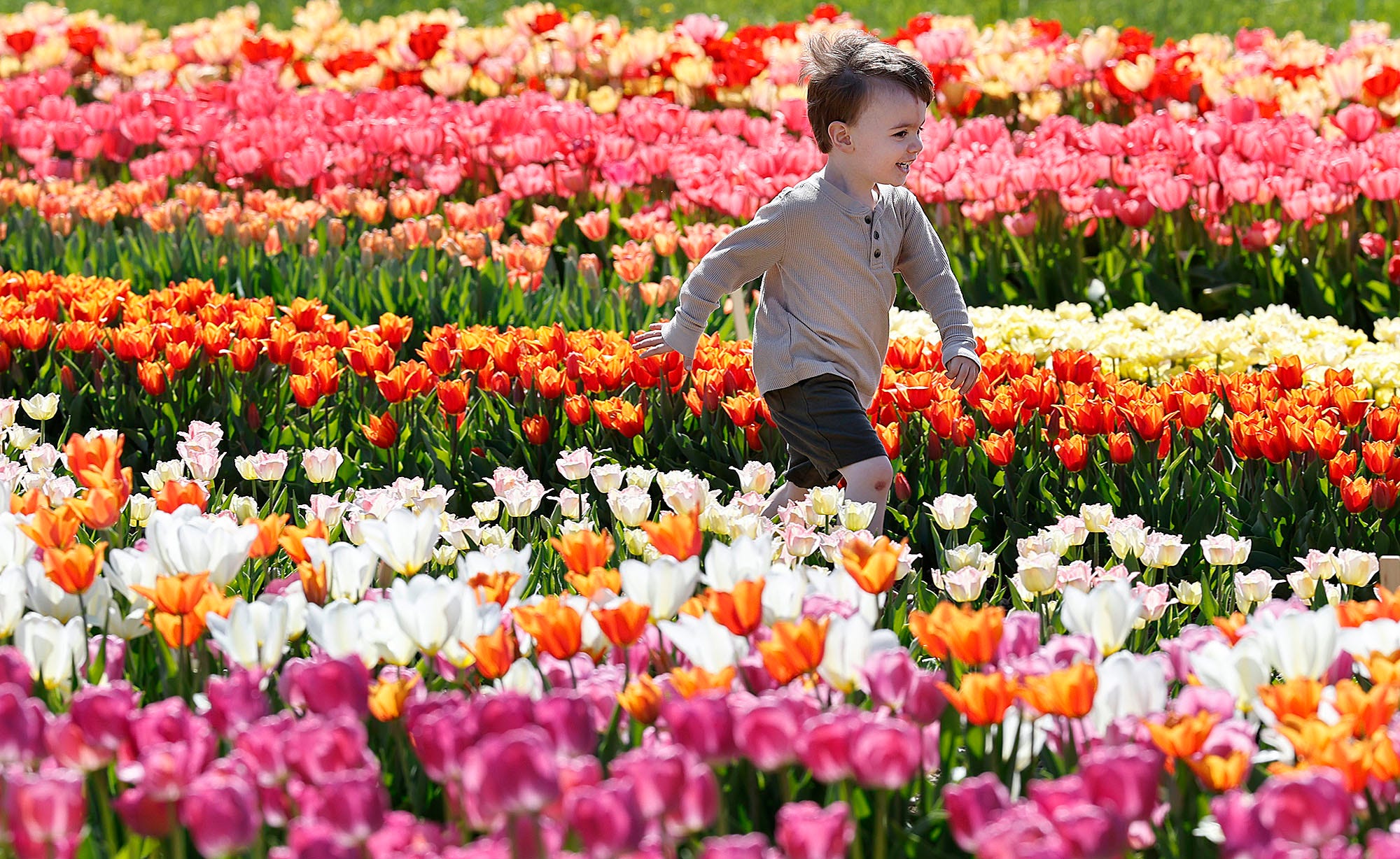 Pick your own spring flowers at these 7 beautiful Massachusetts farms