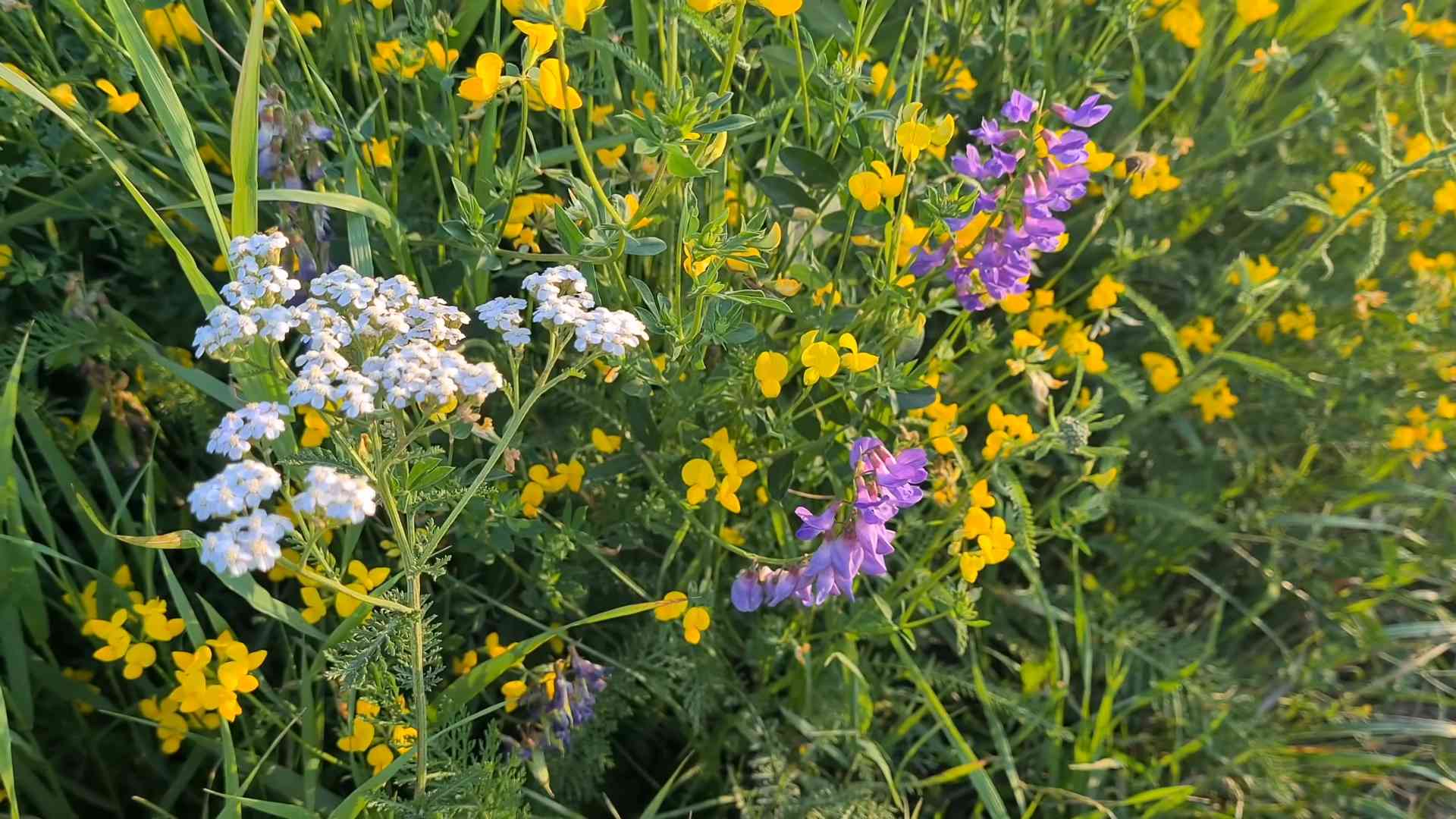 Watch what happens when pollinators discover a wild road