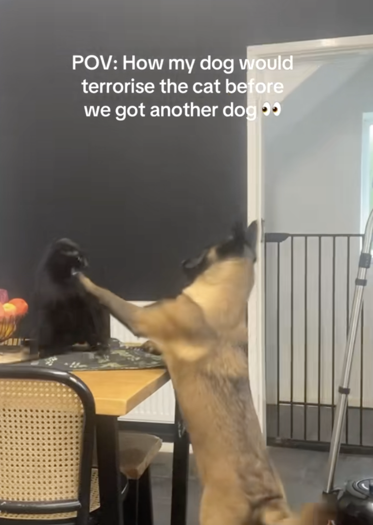 ‘They do love each other really.’ – A dog kept bothering a cat until it ...
