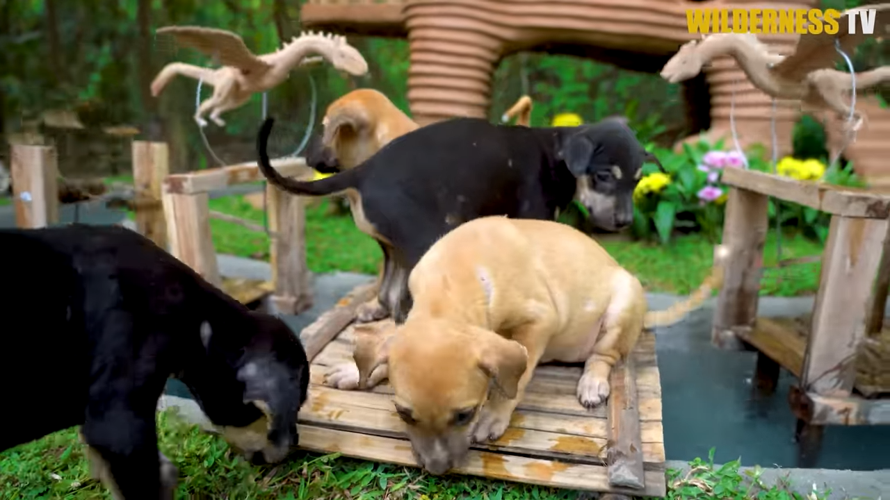 Watch these rescue puppies find comfort – for the first time