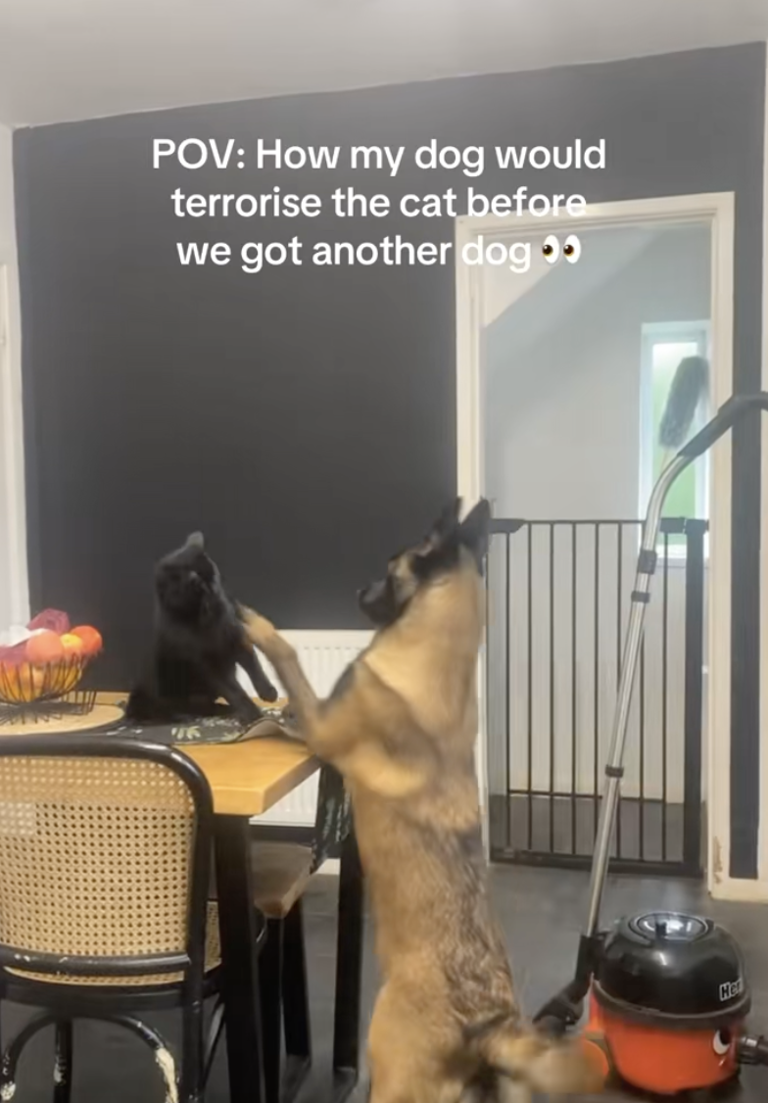 ‘They do love each other really.’ – A dog kept bothering a cat until it ...