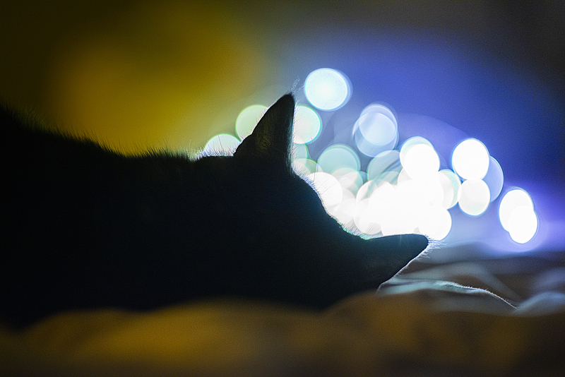 夜灯里的猫语 光影与温柔撞个满怀