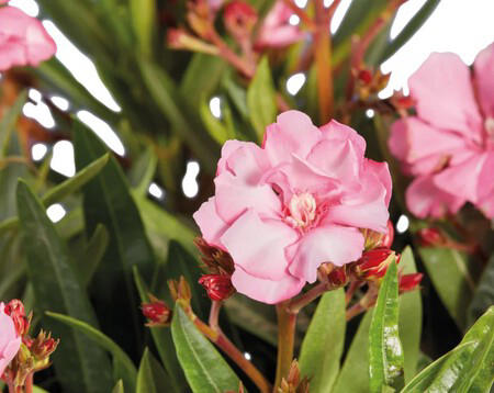 Lidl pone a la venta las flores perfectas para convertir el balcón o la ...