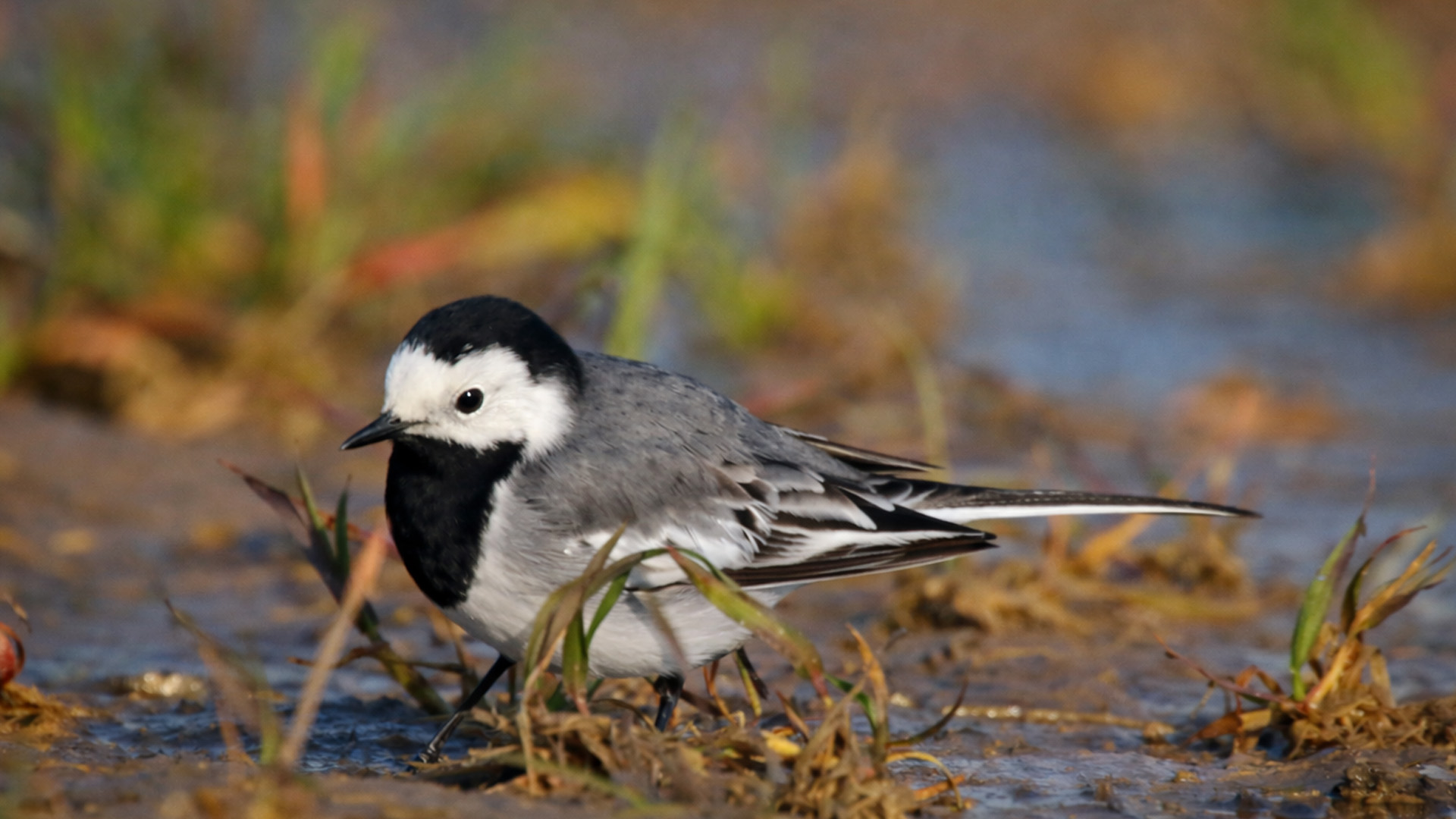 A tiny bird explores the muddy edge of a stream