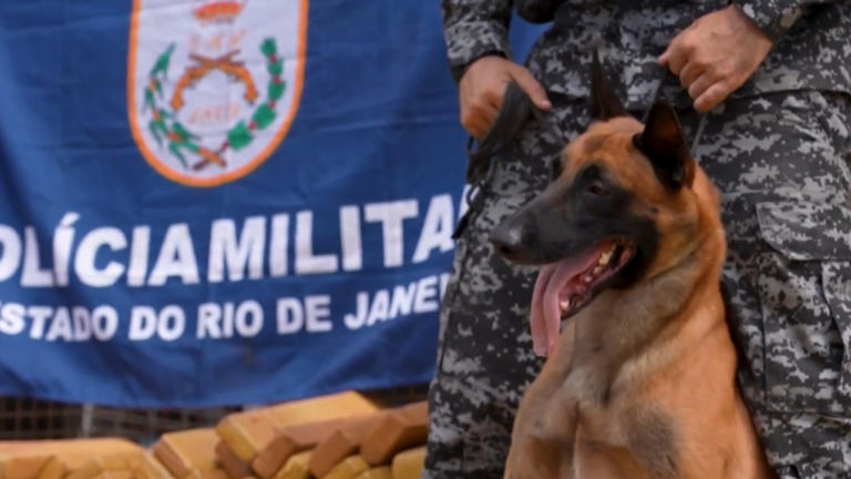 Brazilian police dog sniffs out record 48 tonnes of marijuana in Rio de ...