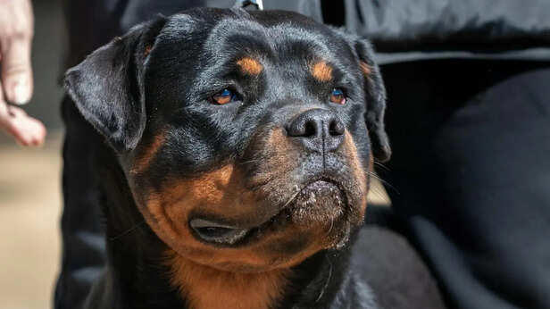 5 reasons Rottweilers are so intensely protective