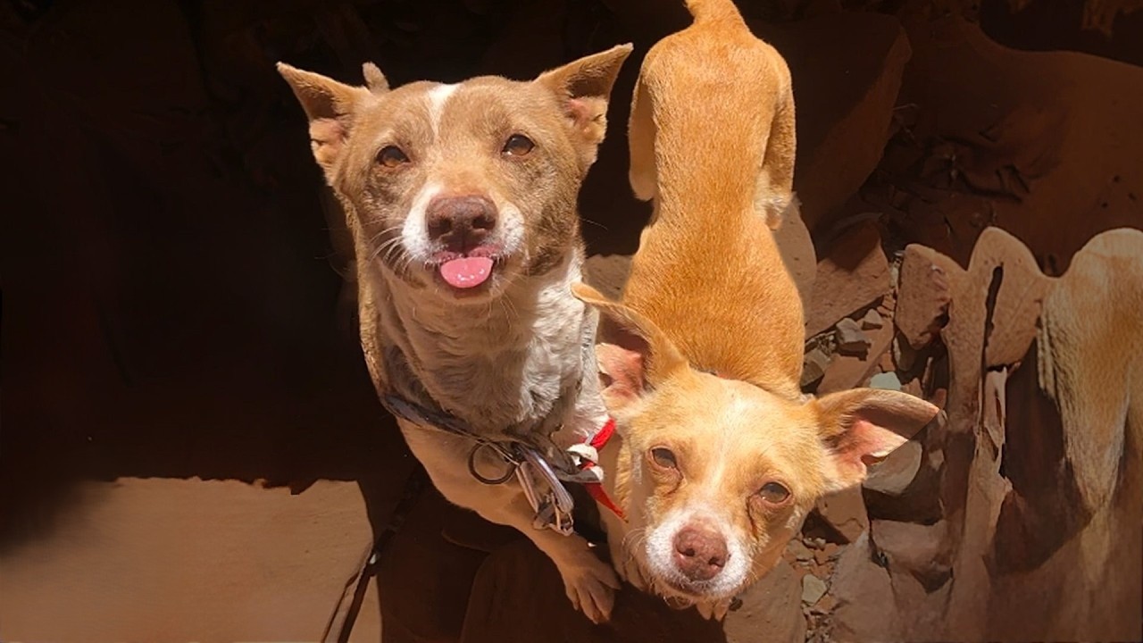 They were lost and alone - until they found their forever home