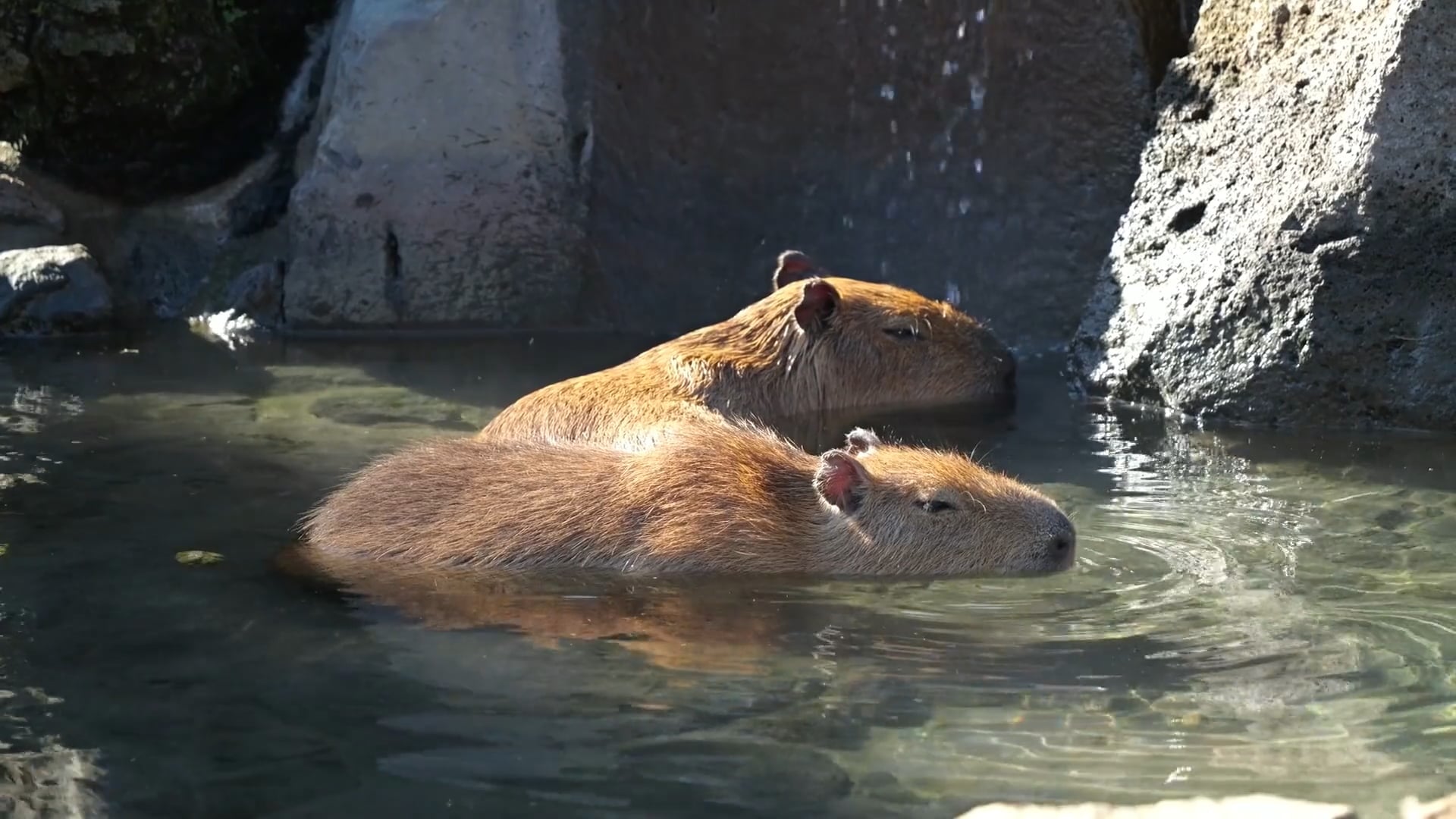 Close up views of the capybara, the world's largest rodent - Worldwide