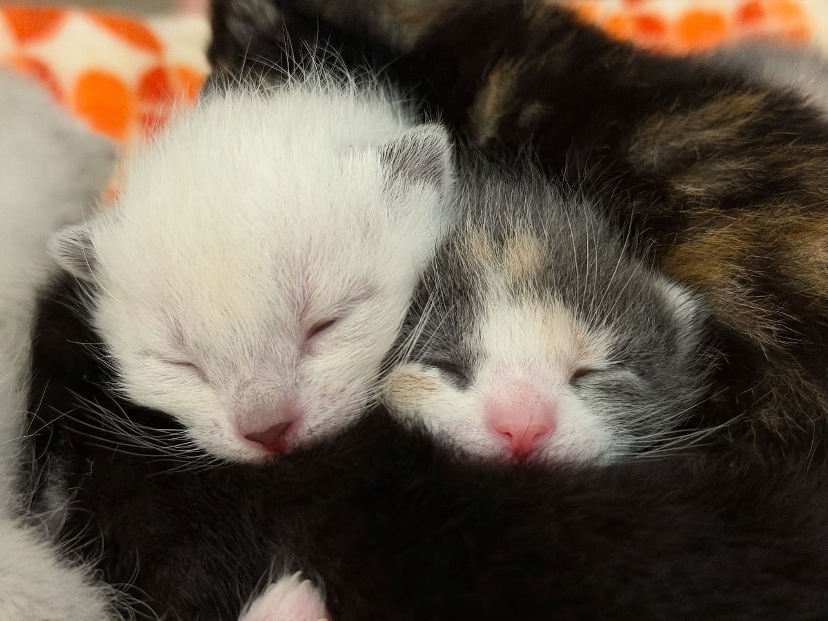 Kitten fosters needed at Women's Animal Center