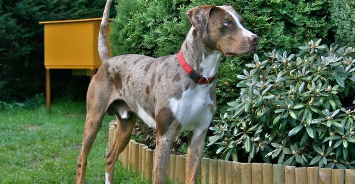 13 hunting dog breeds with surprisingly unique prey