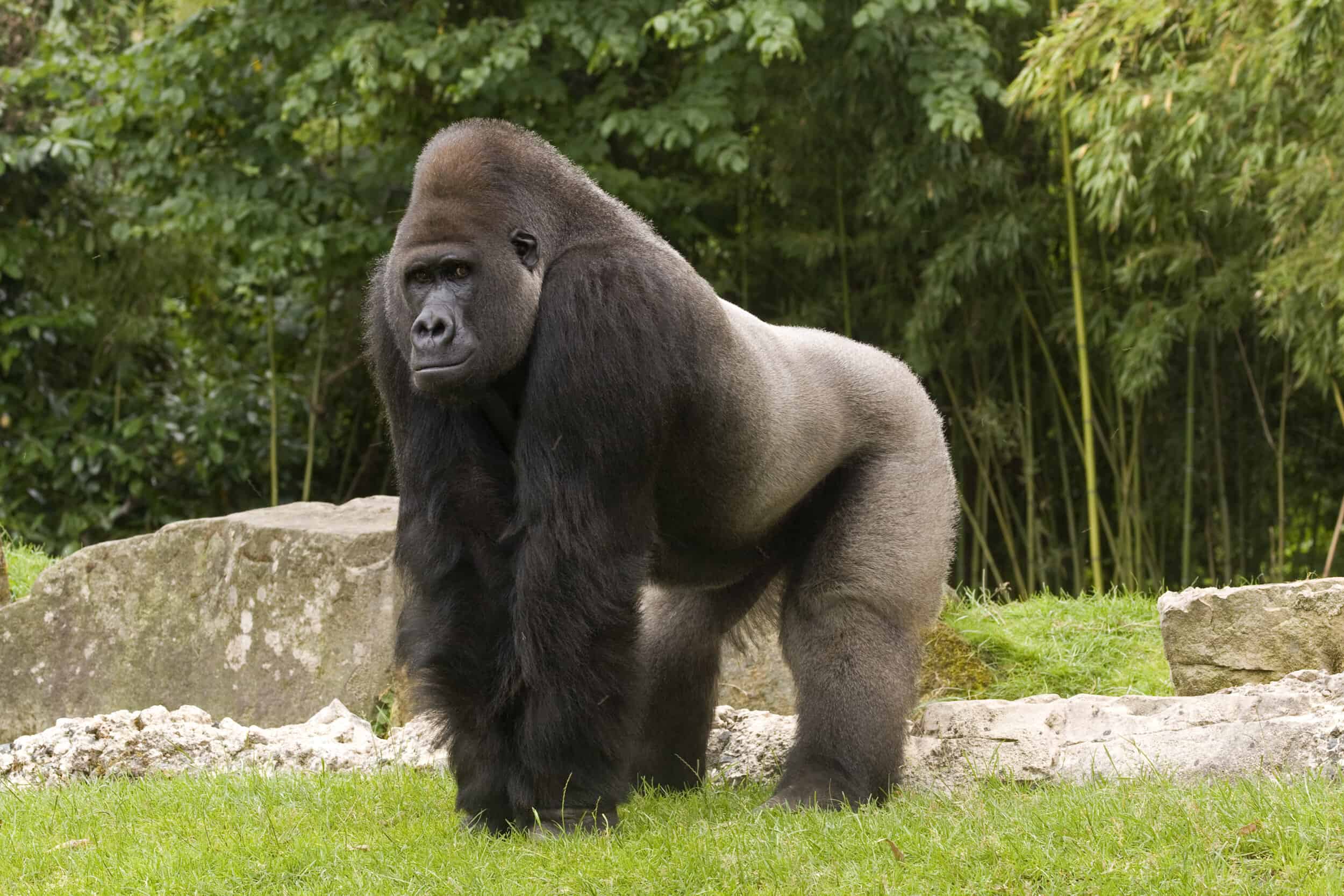 5 animals stronger than a silverback gorilla (and how they compare)