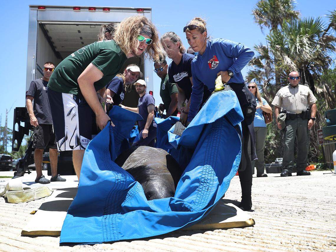 Florida manatee rescued from storm drain released after two month ...