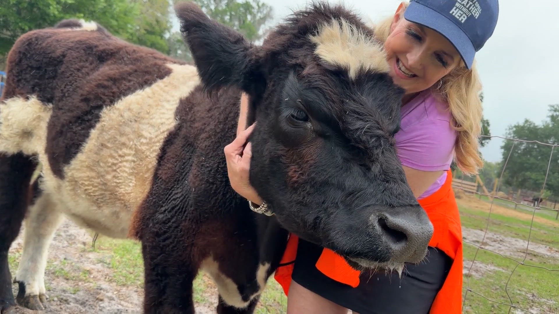 Charley the cow saved from slaughter