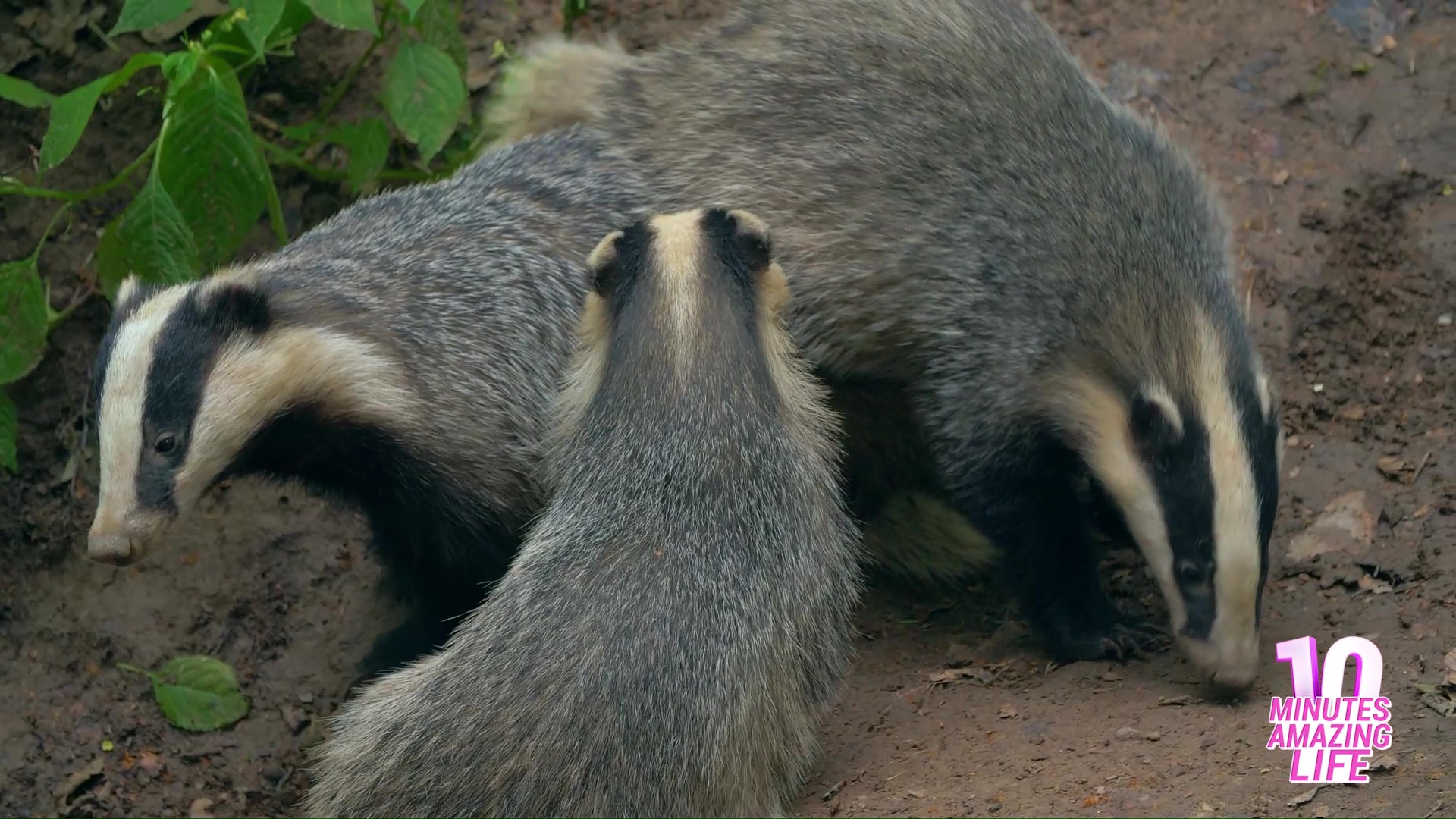 A Closer Look Inside A Badger Family Life