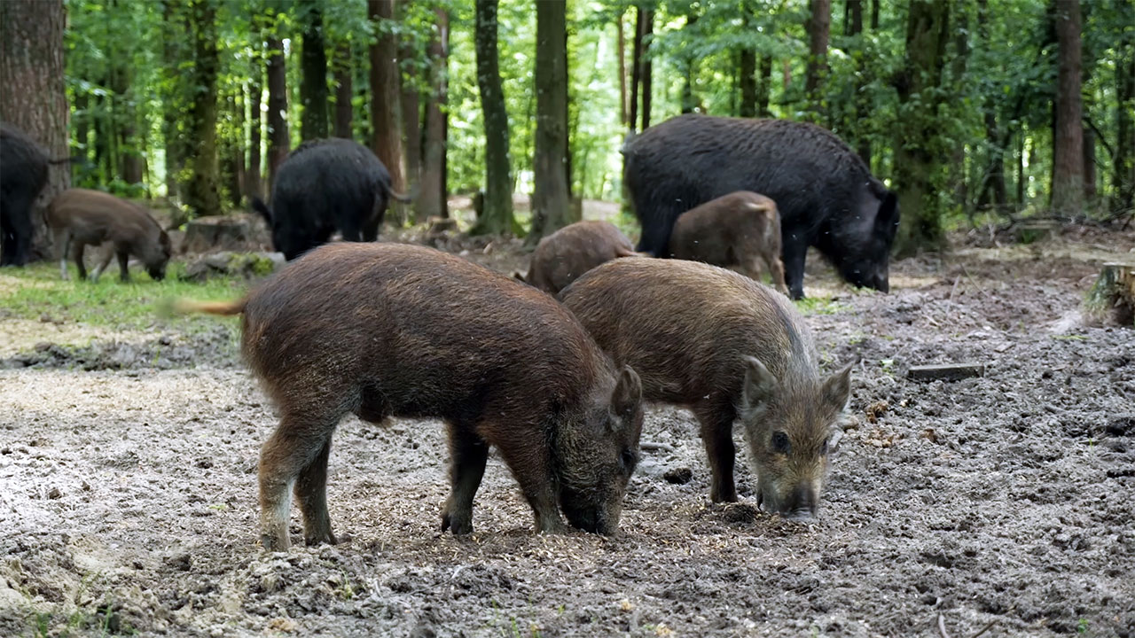 15 US states where hog pressure is changing how people use land